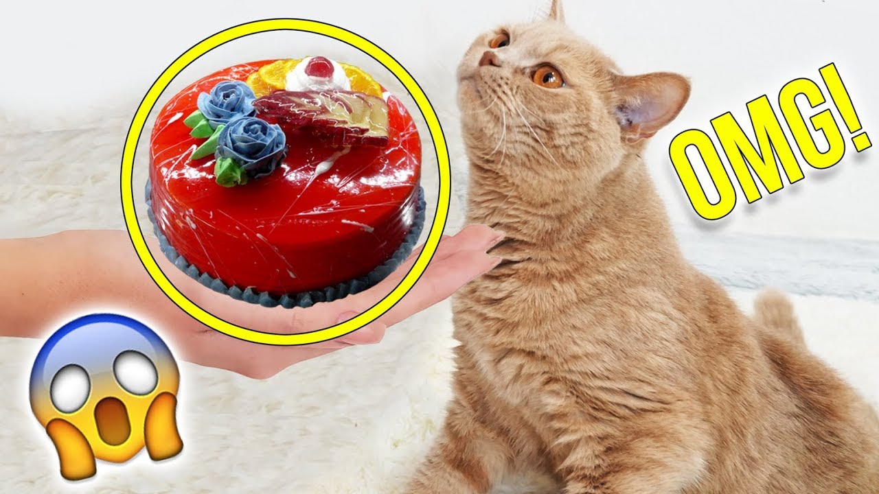 ICH BACKE EINEN KUCHEN FÜR MEINE KATZE 😱 DIY LIVE TEST | XLAETA