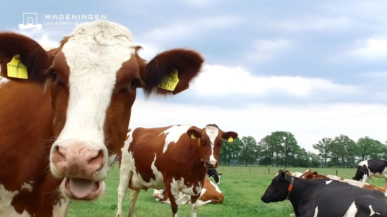 Kringlooplandbouw - De wetenschap en de boerderij