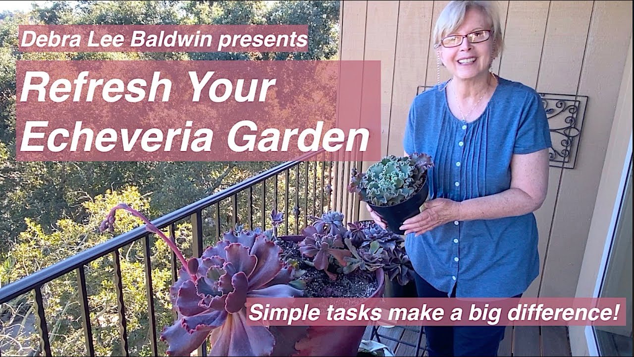 How to Redo Your Echeveria Garden
