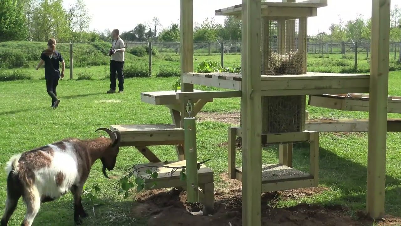 Goat Climbing Structure - Furniture and Feeders for Goats