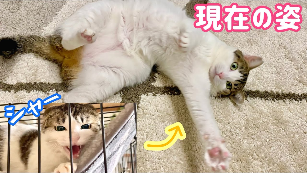 【感動の軌跡】ついに‼︎ 臆病猫１年半のケージひきこもり卒業‼︎