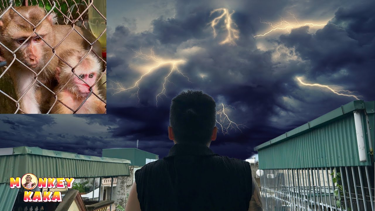Dad worries about Monkey Kaka and Mit when there is a big storm