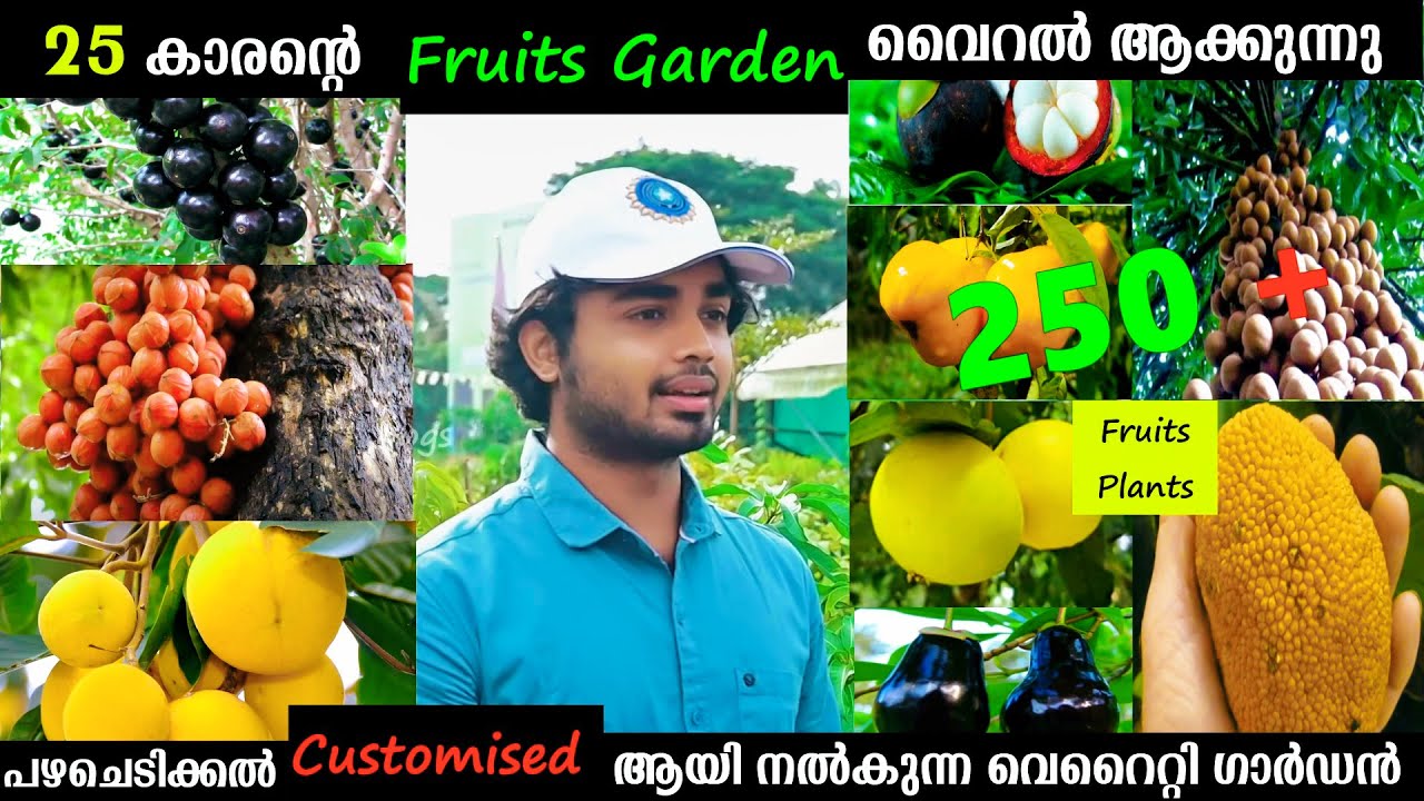 250 അധികം Exotic Fruits Plants ഇവിടെ വൻ വിലക്കുറവിൽ നല്കുന്നു | പഴചെടിക്കൽ Customised ആയും ലഭിക്കും