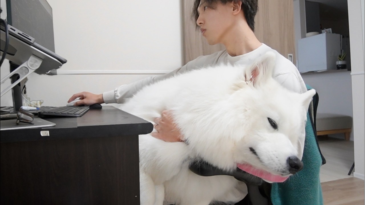 仕事中でもくっついて離れたくない超甘えん坊すぎる大型犬がこちらです…