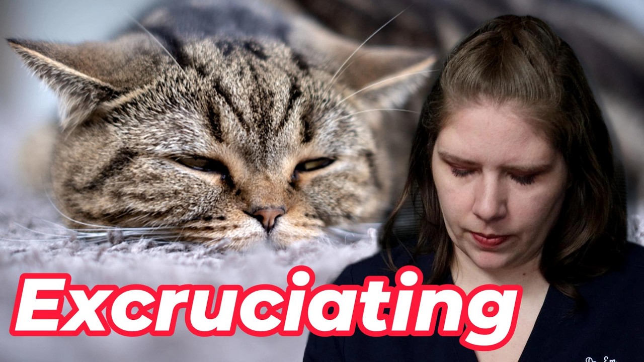 The Cat Emergency You’ve Never Heard Of: FATE