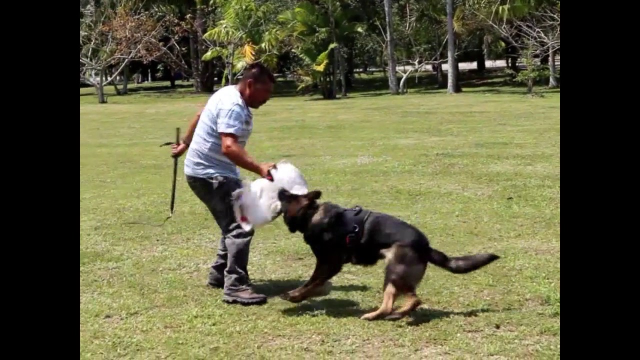 MIAMI WORKING DOG CLUB 04092017