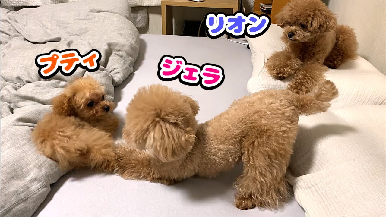 接触から数日経ちました！その後トイプー3兄弟がどうしてるか？  その様子がこちらです！