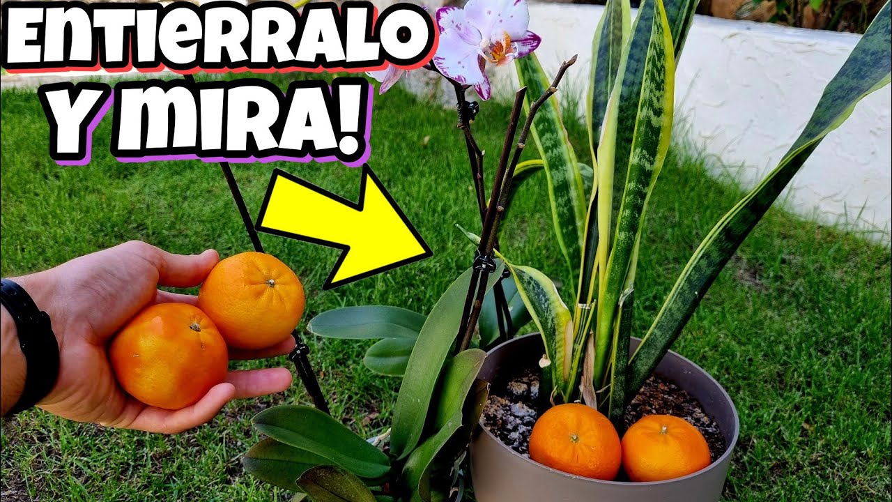 NARANJA en tus PLANTAS! Pon su cáscara y MIRA que pasa al instante! Abono casero para huerta urbano