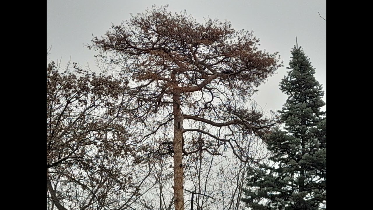 Musical mood of the day - February 8, 2026