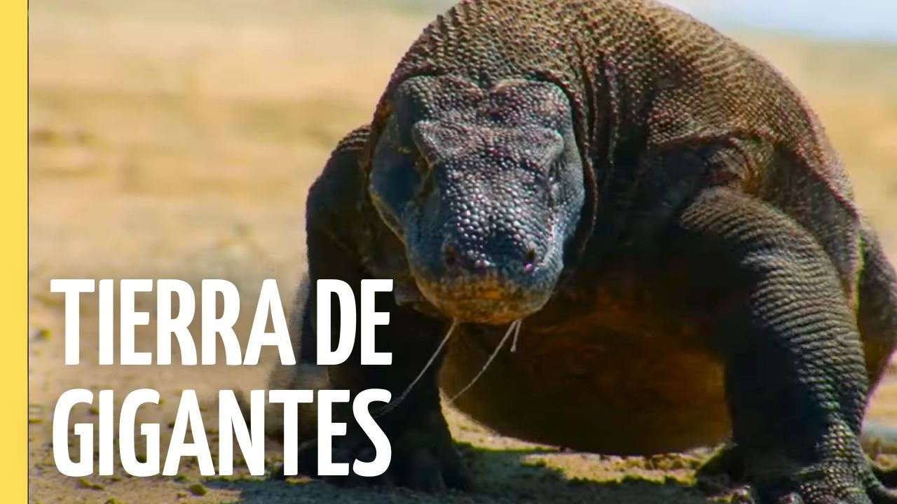 Dragones, Orangutanes y Volcanes: El Poder Salvaje de Indonesia | Completo Episodio