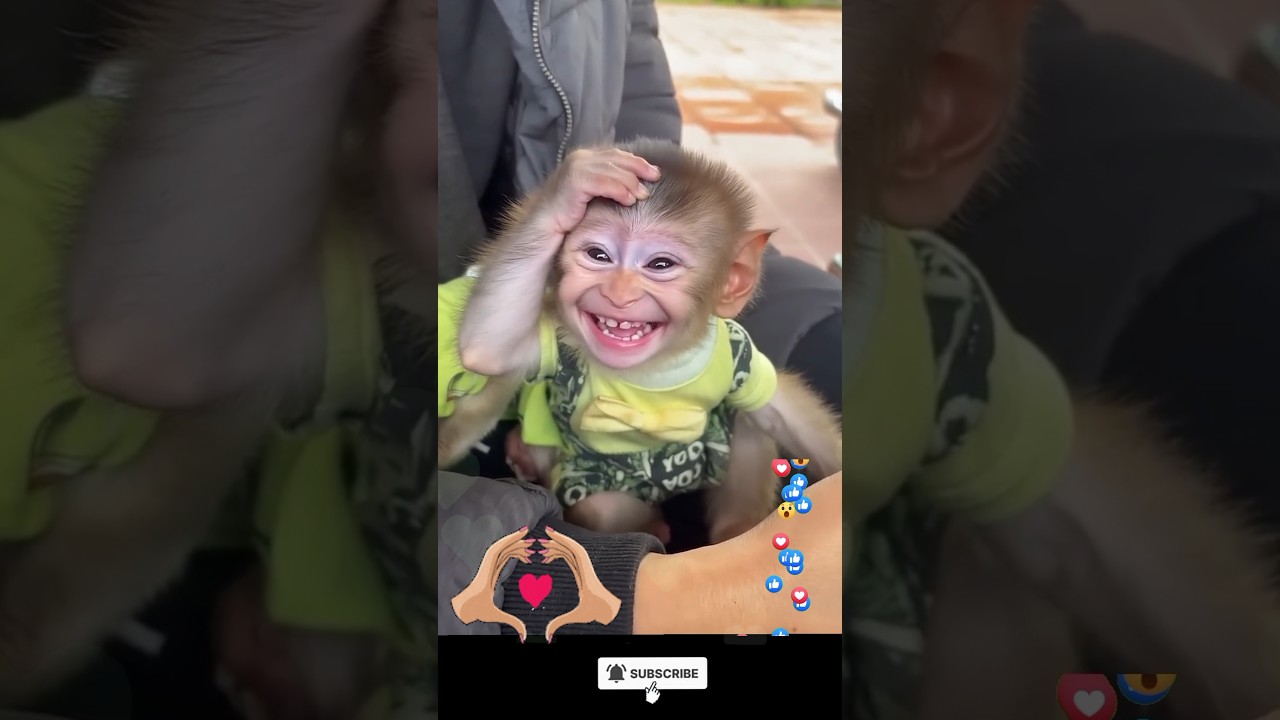 A kind woman resque a orphan baby Monkey and than...🐒❤️#shorts