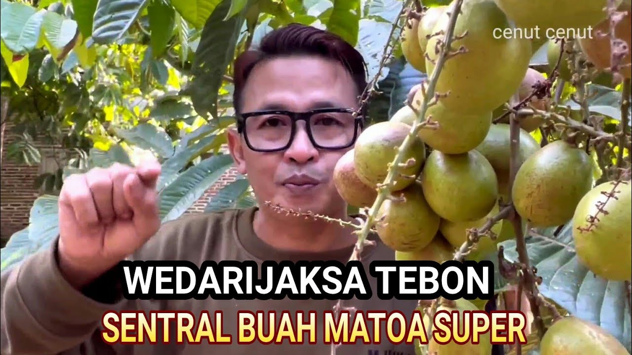 SENTRALNYA BUAH MATOA SUPER, YA DI KAMPUNG INI
