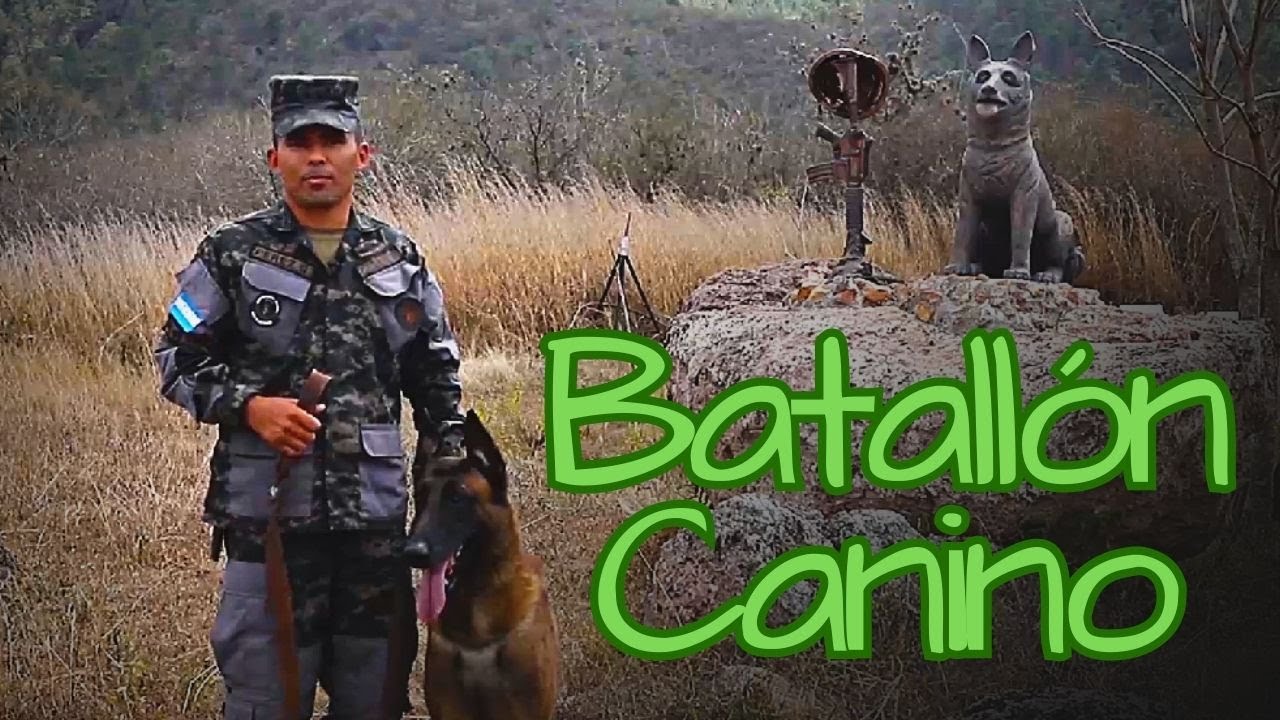 Batallón Canino de la PMOP