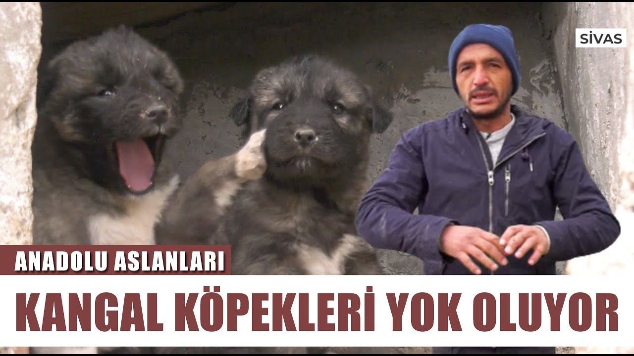 Barış Çiçek: Kangalı Dövüştürüp Çöpe Atıyorlar! Kurtçu Kangal Nasıl Olur? | Anadolu Aslanları