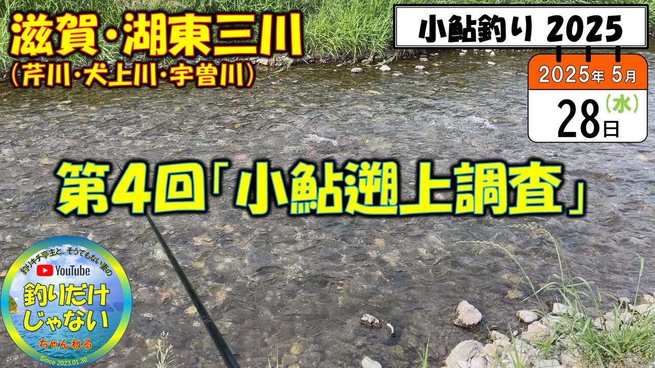 【小鮎釣り2025】第４回「小鮎遡上調査」、滋賀・湖東三川（芹川・犬上川・宇曽川）