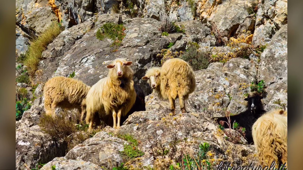 Pecora... Sarda!🐑🌞 Massimo Sanna et Rita Piredda