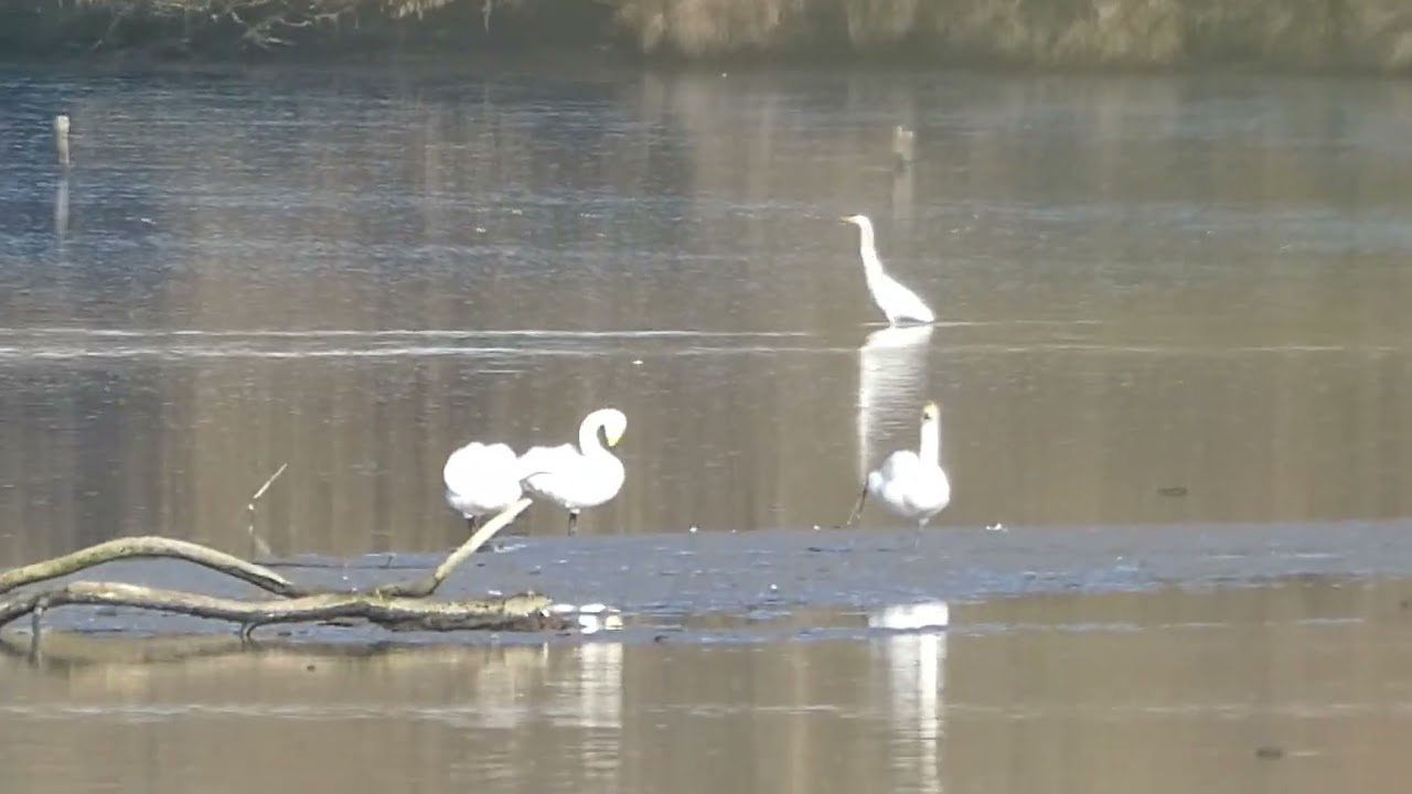 Oiseaux d'eau en hiver