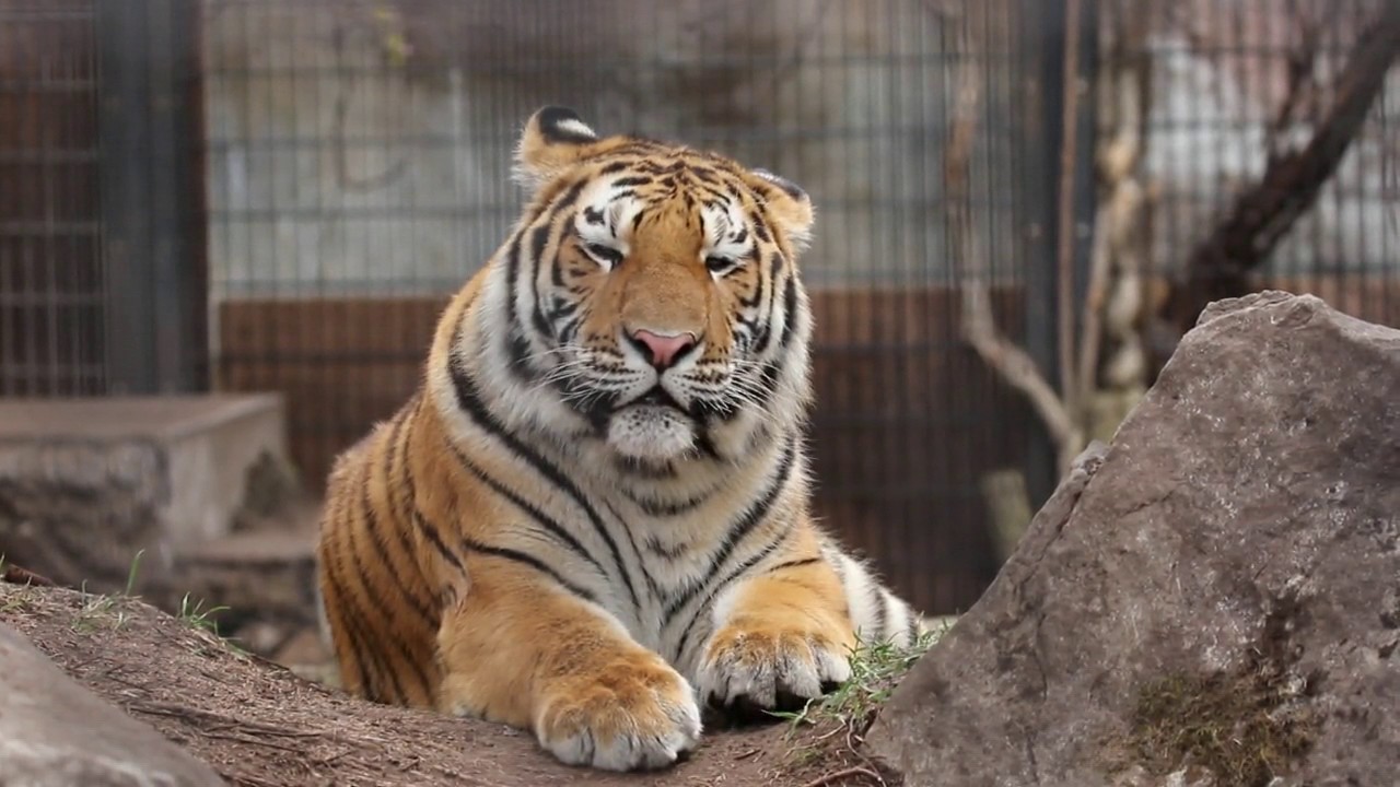 旭山動物園　アムールトラ　ソーン吠える(鳴く？)
