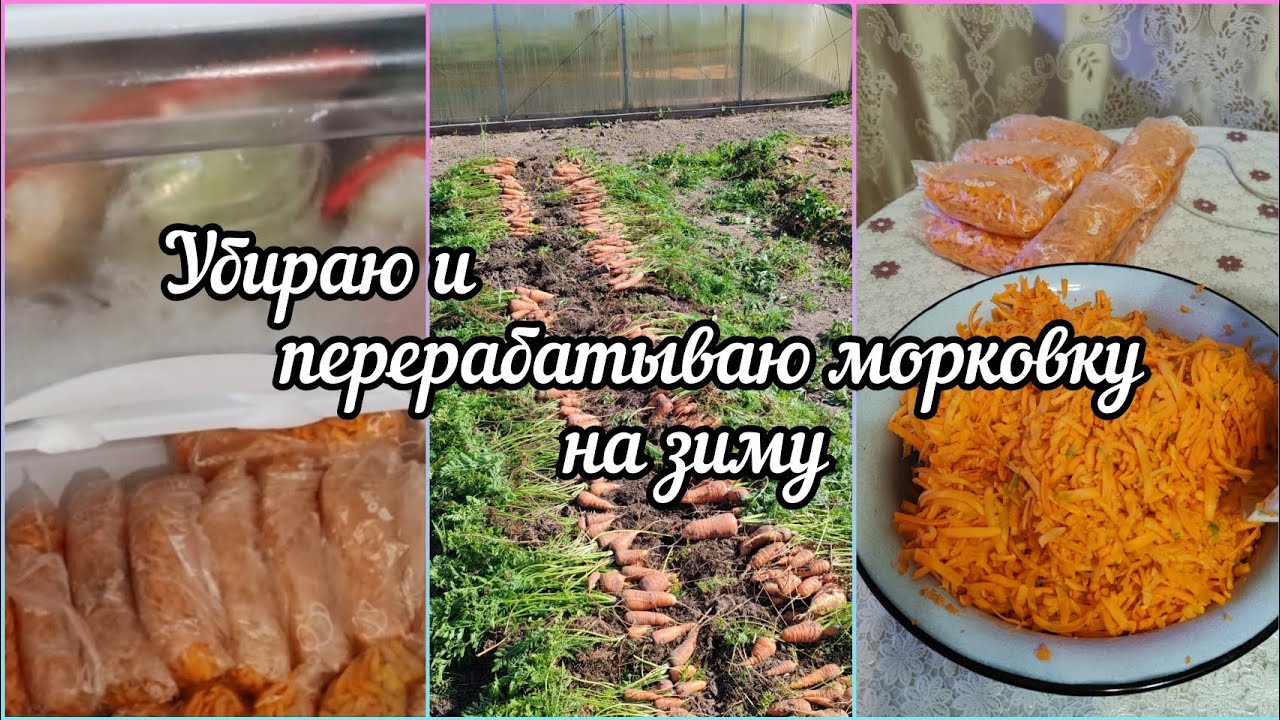 Осень 🍁убираю морковку. Хранение на зиму🥕