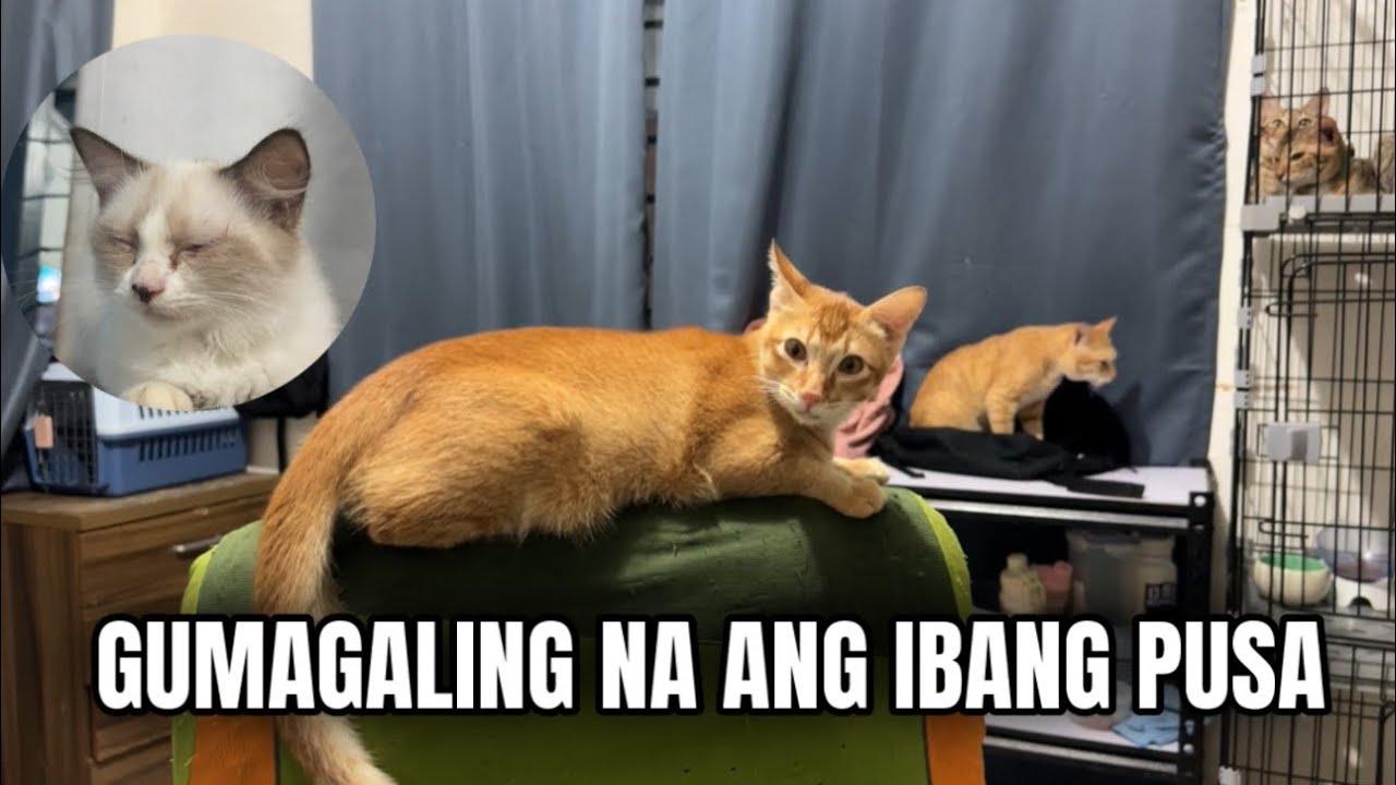 GUMAGALING NA ANG IBANG CAT DAHIL SA SUOB | FUR MOM VLOG | MOMARENYANN