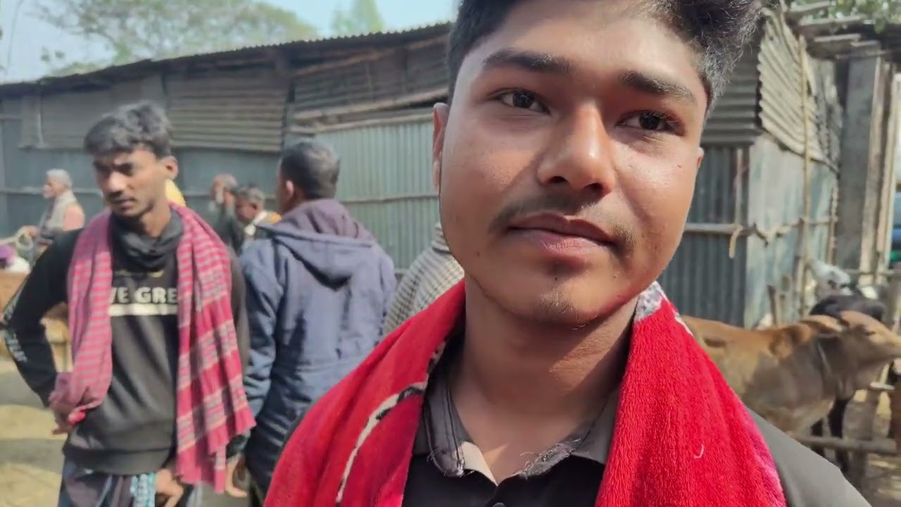খামার উপযোগী শাইওয়াল ষাঁড় দামদর আমবাড়ি হাট দিনাজপুর।