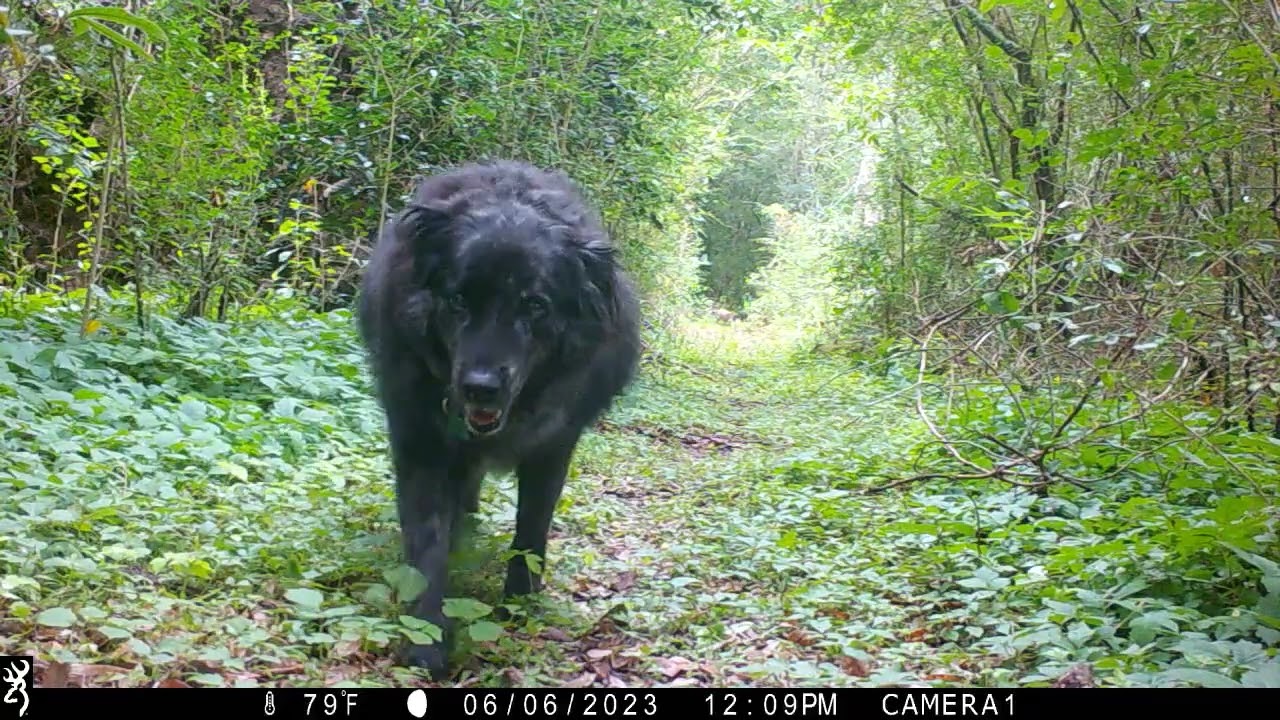 Backyard Trail Cam Video, Path Cam, May to July 2023