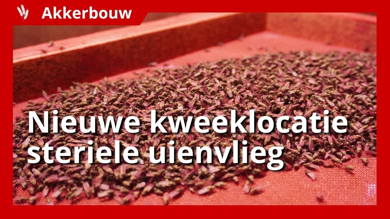 Nieuwe kweeklocatie De Groene Vlieg verdrievoudigt productie steriele uienvlieg