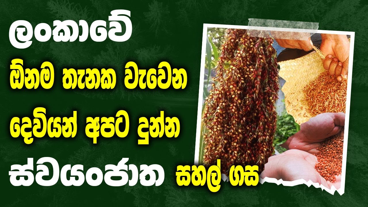 Swayanjatha - ස්වයංජාත ඇල් හාල් | Sri Lanaka