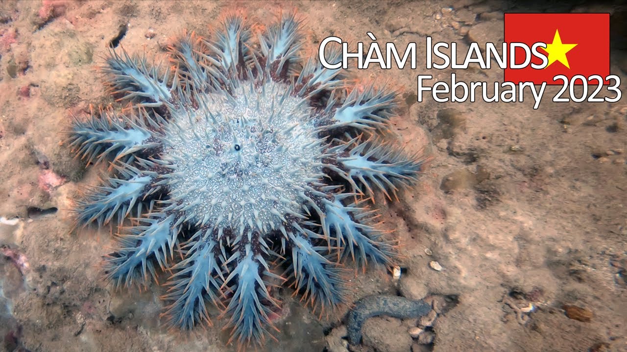 Scuba Diving: Chàm Islands, Vietnam - February 2023 (4K)