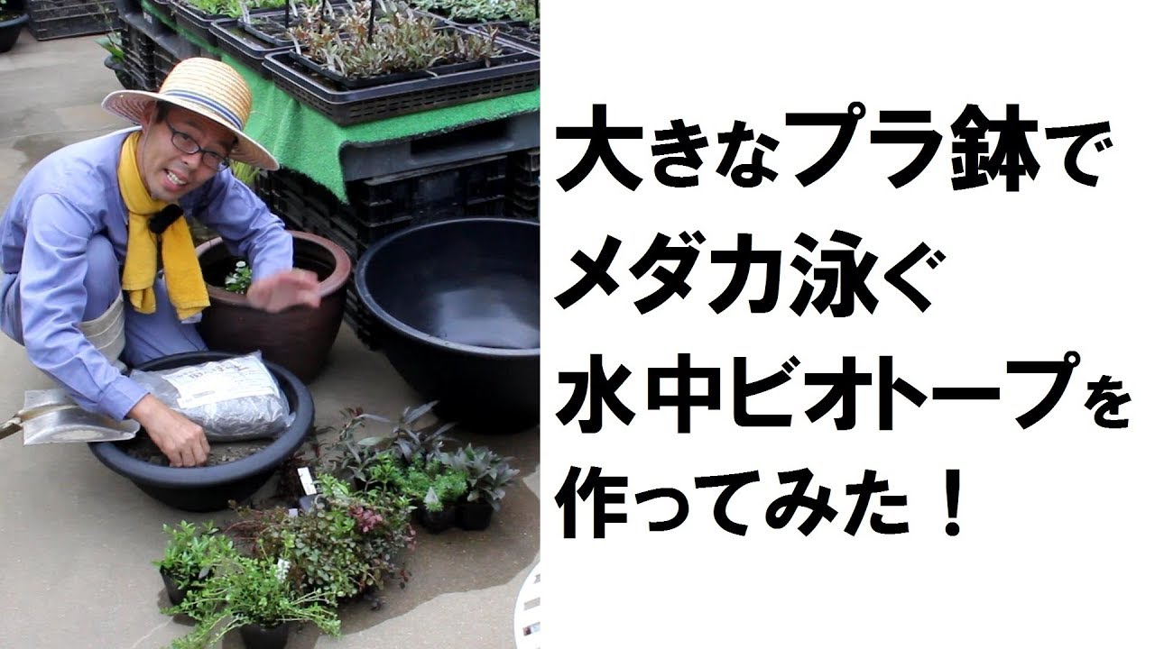 大きなプラ鉢でメダカ泳ぐ水中ビオトープを作ってみた！