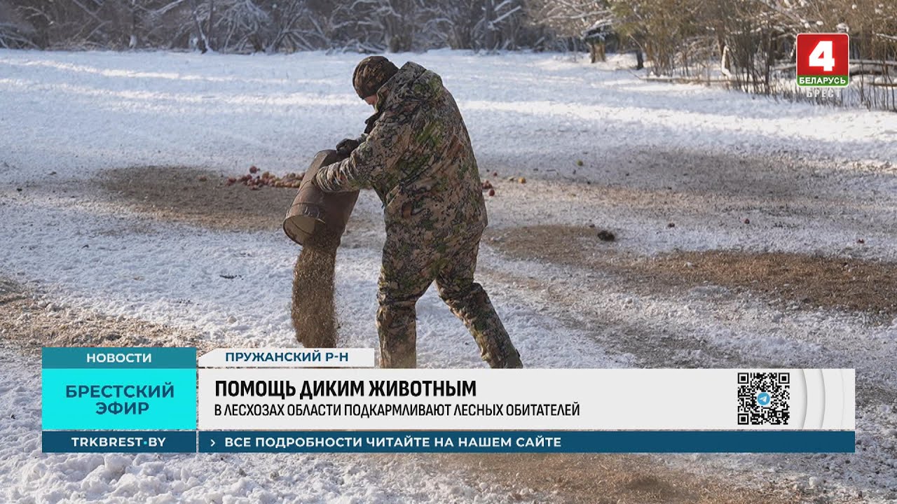 ПОМОЩЬ ДИКИМ ЖИВОТНЫМ