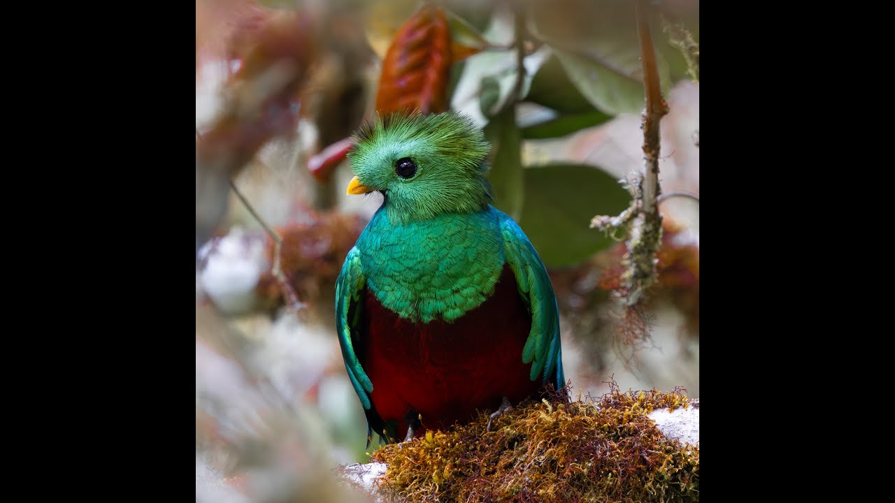 Costa Rica sauvage | Oiseaux, jungle et animaux (San José → Corcovado)