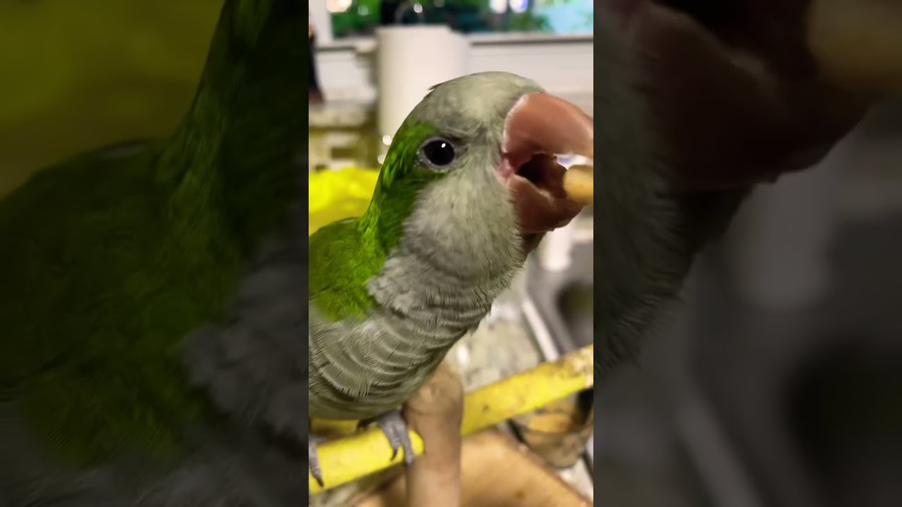 Happy Happy Happy #youtubeshorts #birdslover #quakerparrot #cotorra #lovebirds #parakeet #love