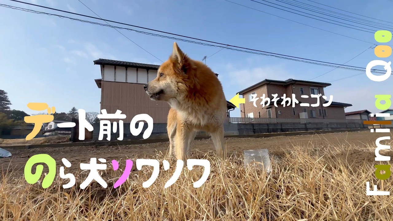 デート前ののら犬、そわそわ【M.ダックスと近所ののら犬】