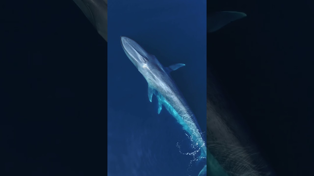 The eerie sounds of a Blue Whale! #whale #thalassophobia