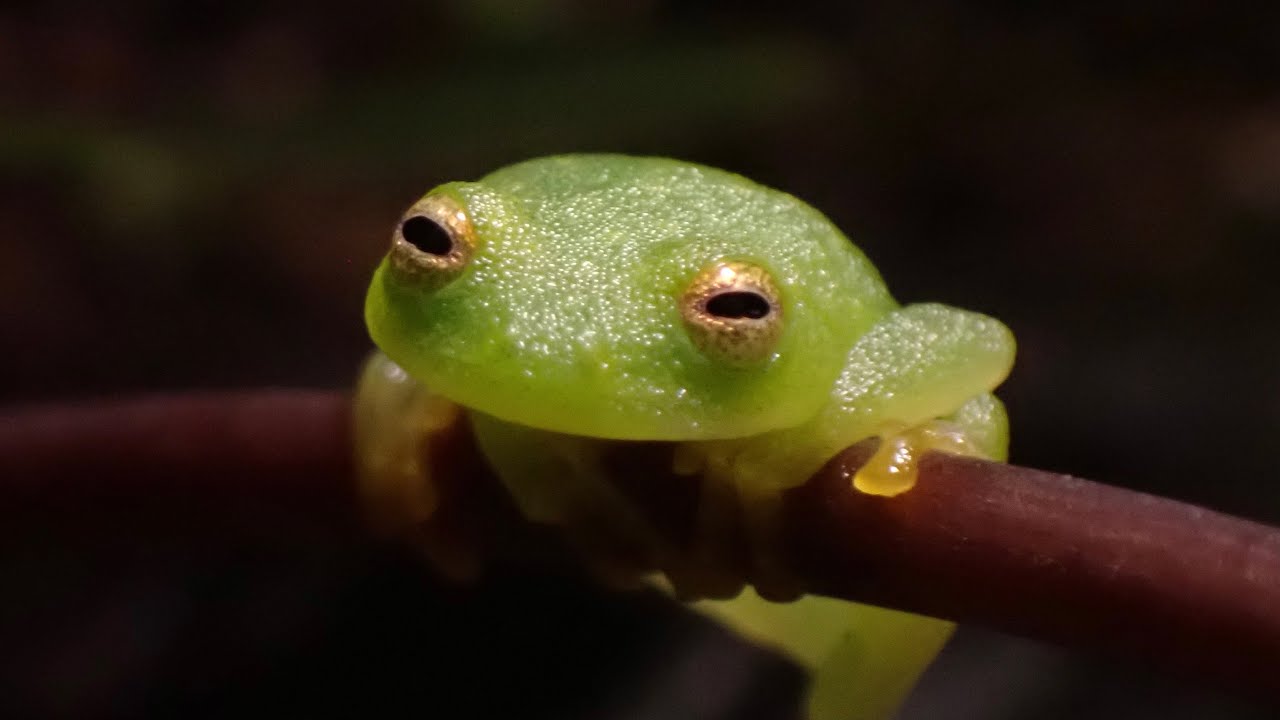 ついにエサを食べるグミガエル