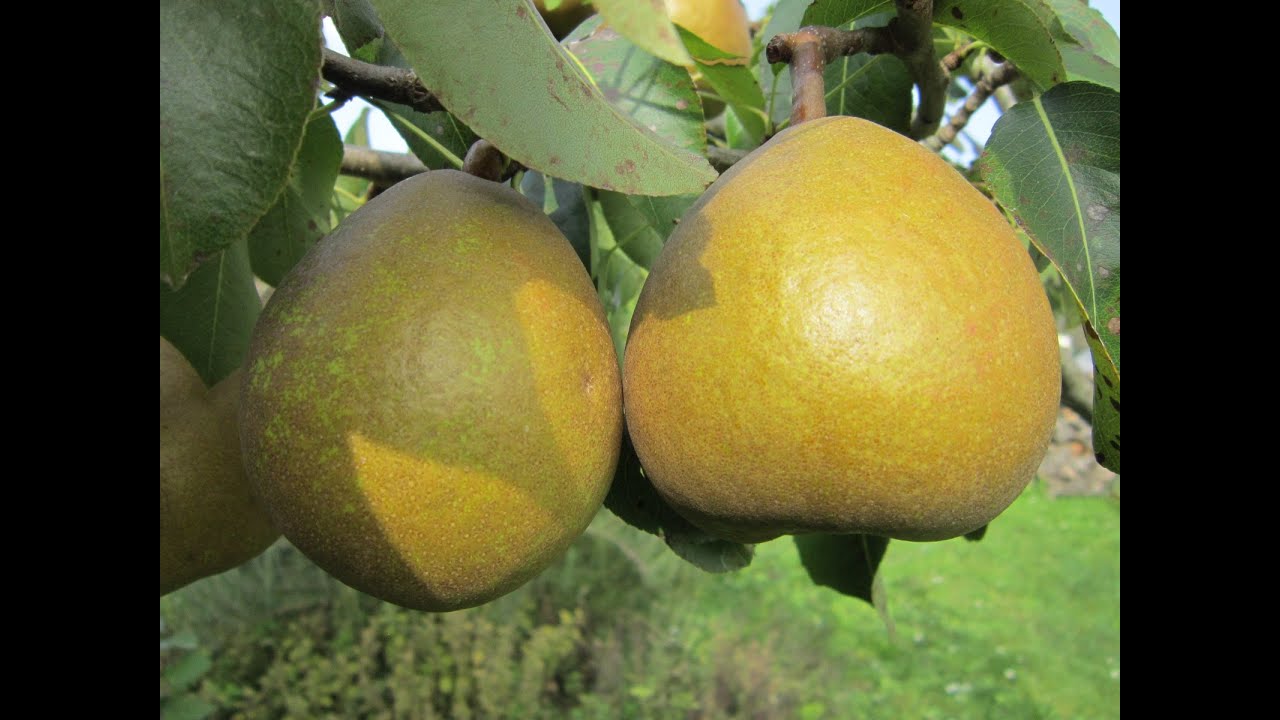 Poire Angelys, variété tardive délicieusement parfumée