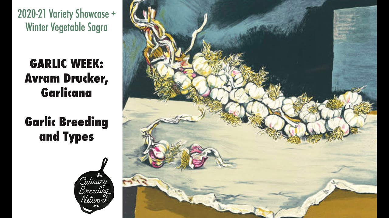GARLIC WEEK: Avram Drucker, Garlicana, Garlic Breeding and Types