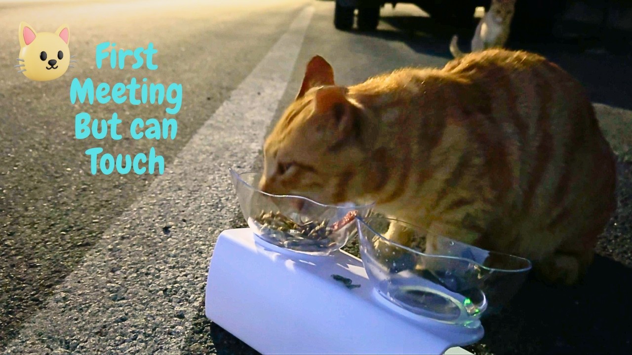 Stray Cats Gather Around Food Bowl at Midnight