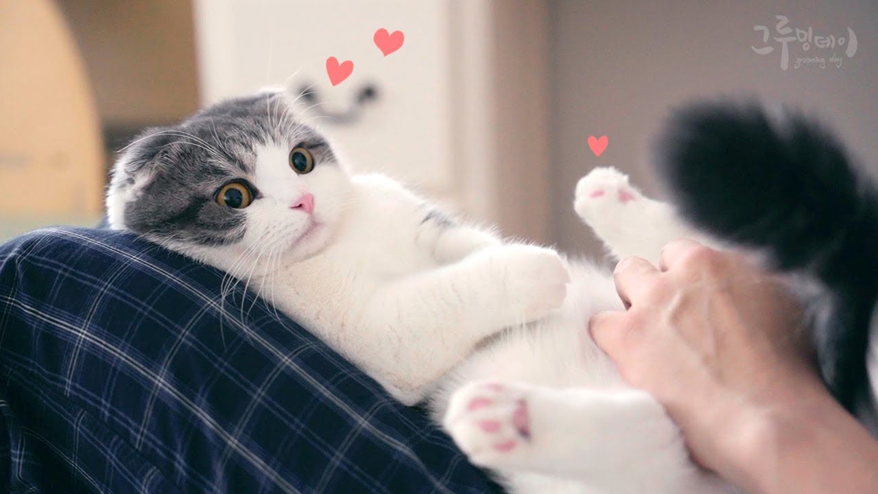 고양이 발 젤리 촉촉하게 케어하는 방법