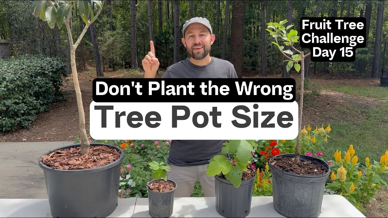 Don't Plant the Wrong Tree Pot Size - Fruit Tree Challenge Day 15