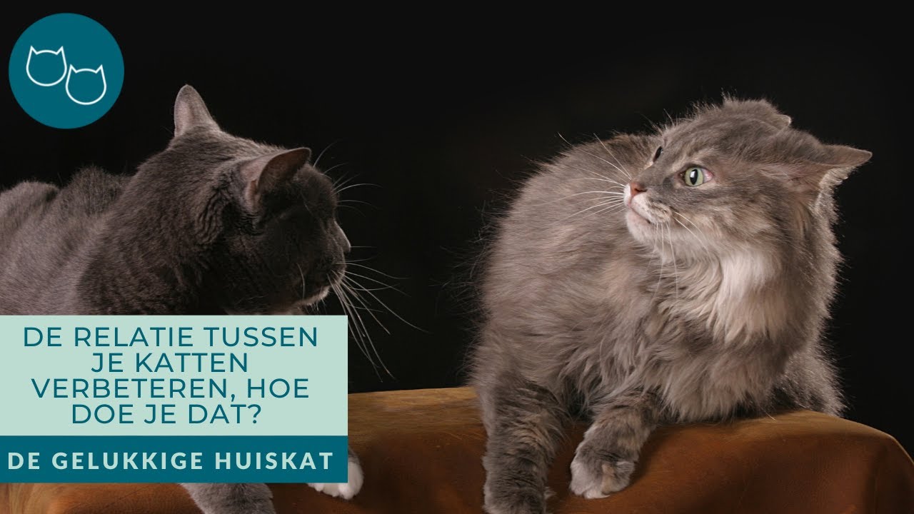 HOE KUN JE DE RELATIE TUSSEN JE KATTEN VERBETEREN? - De gelukkige huiskat | Kattengedrag