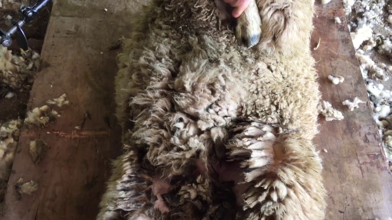 Shearing the sheep's crutch and different shearing blows
