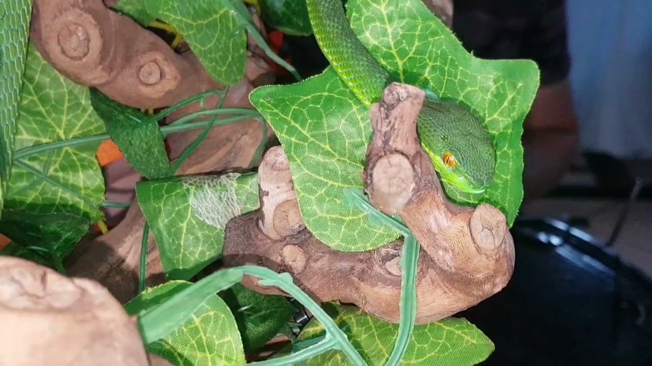 The white lipped tree viper (Tremesurus Albolaris) what you need to know