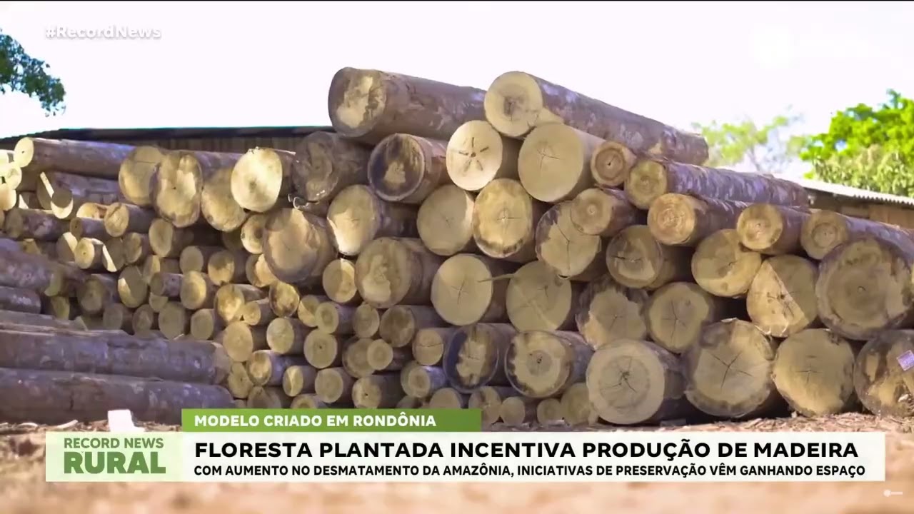 Record News Rural: Conheça os benefícios da  floresta plantada