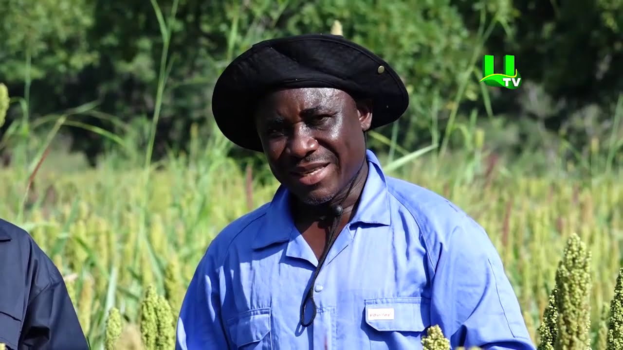 AYEKOO: Sorghum Farming