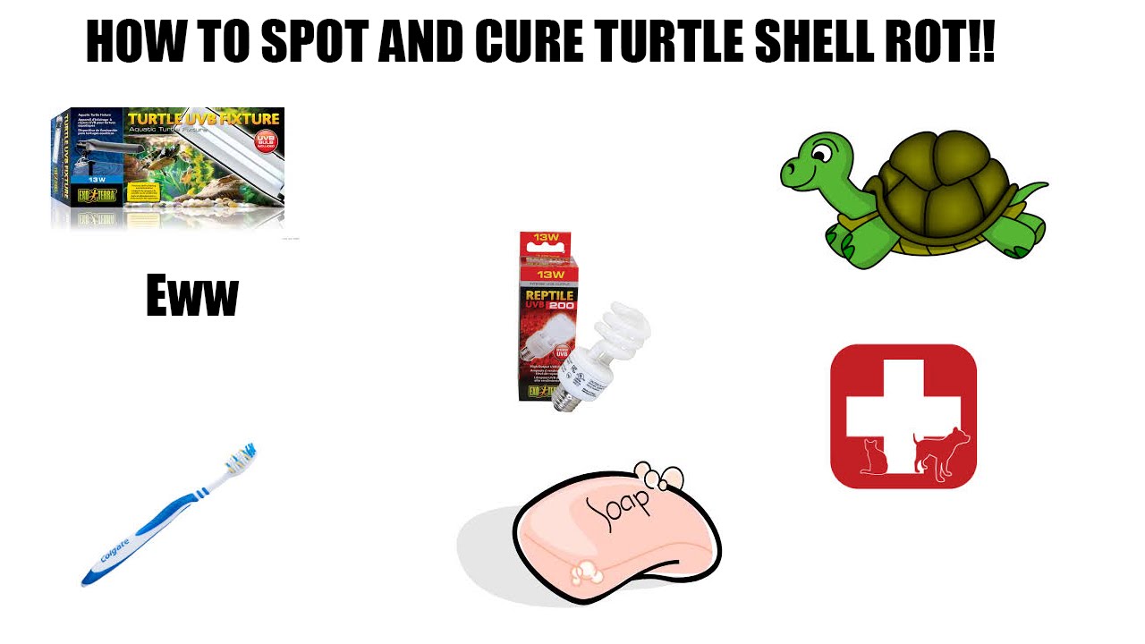 How to spot and cure turtle shell rot!