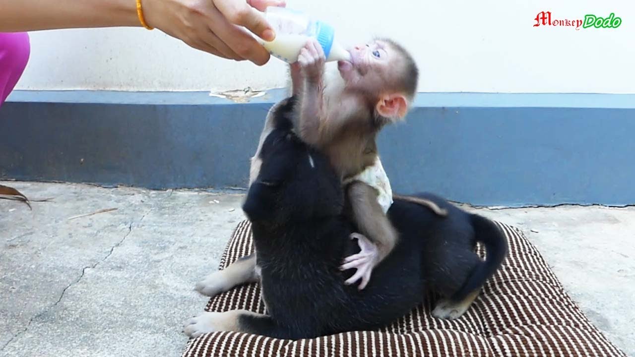 After Drink Milk Shusy C.ry , She Want To Play And Ride With Puppy