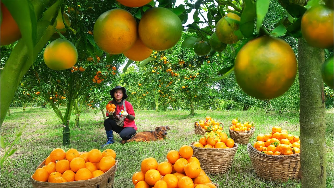 Harvest Canh Oranges Goes To Market Sell &ndash; Care For Vegetables And Livestock On My Farm| Tieu Lien