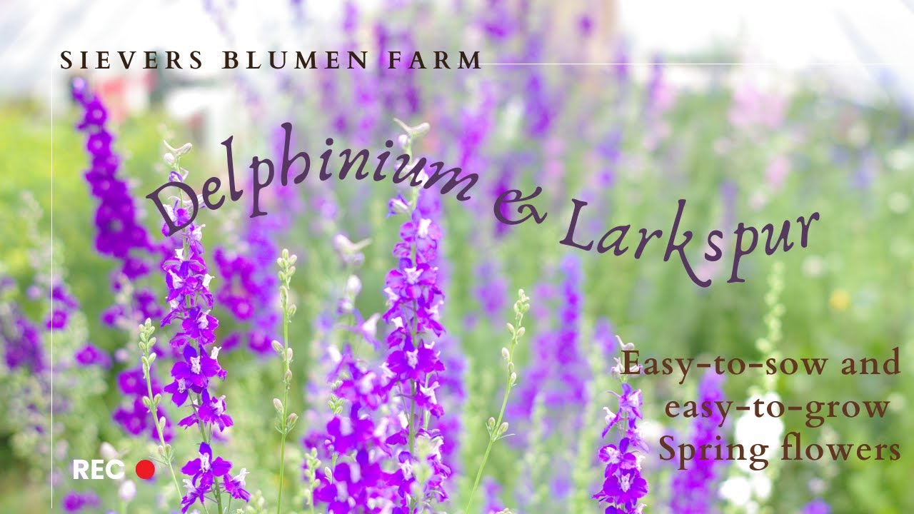 Easy to Sow & Grow Spring Cut Flowers | Delphinium & Larkspur | Sievers Blumen Farm